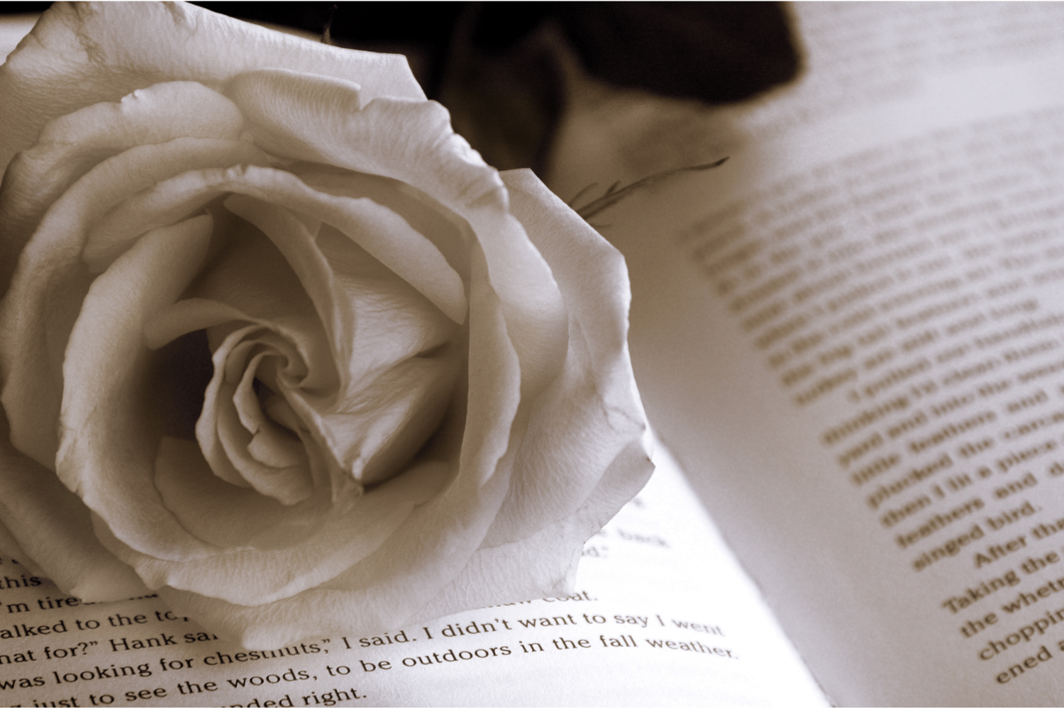 Blogue Saint-Valentin (2) Histoire d'amour, une rose blanche sur un livre