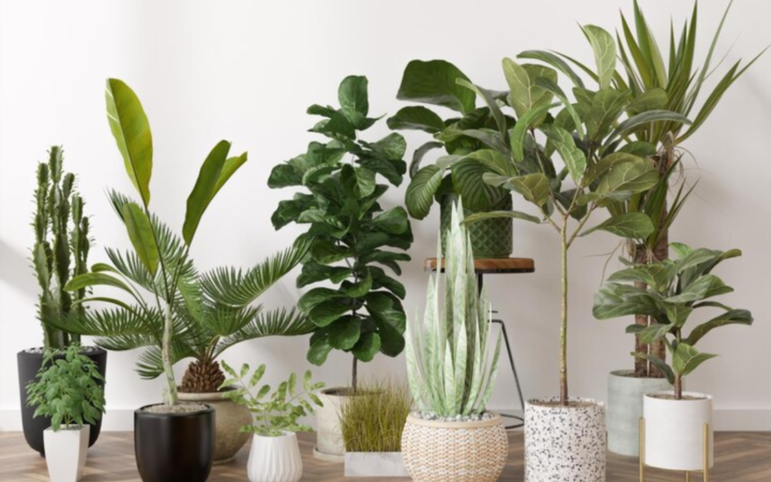 Déjà l’heure du printemps pour nos plantes d’intérieur!